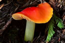 Imagem de Hygrocybe laetissima (A. H. Sm. & Hesler) Singer 1951