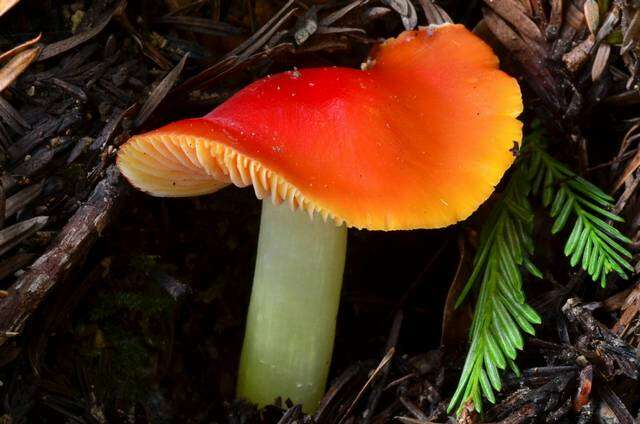 Imagem de Hygrocybe laetissima (A. H. Sm. & Hesler) Singer 1951