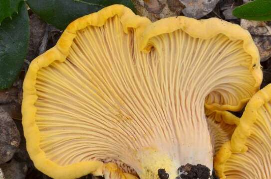 Image of Cantharellus californicus D. Arora & Dunham 2008