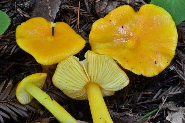 Image of Hygrocybe flavescens (Kauffman) Singer 1951