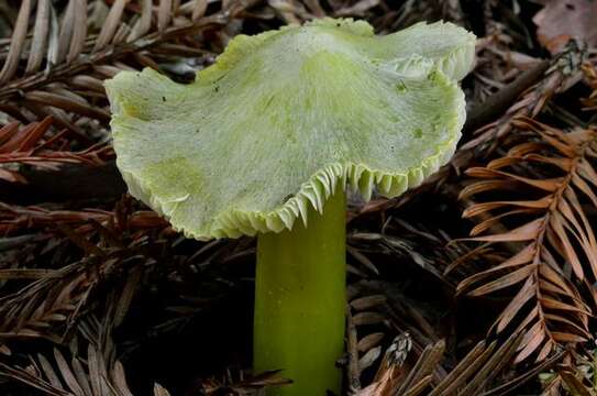 Image of Hygrocybe virescens (Hesler & A. H. Sm.) Montoya & Bandala 2007