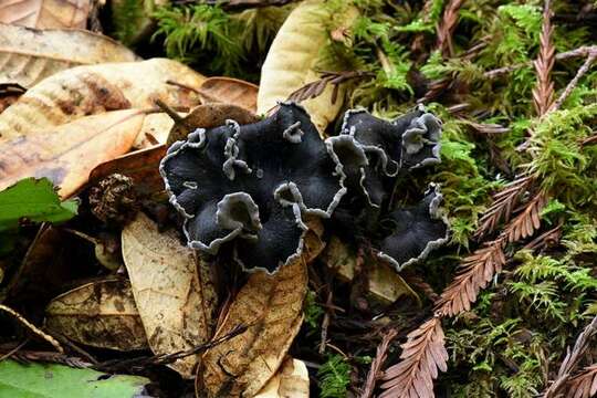 Image of Craterellus