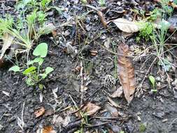 Image of Morchellaceae