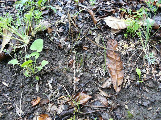 Plancia ëd Morchellaceae