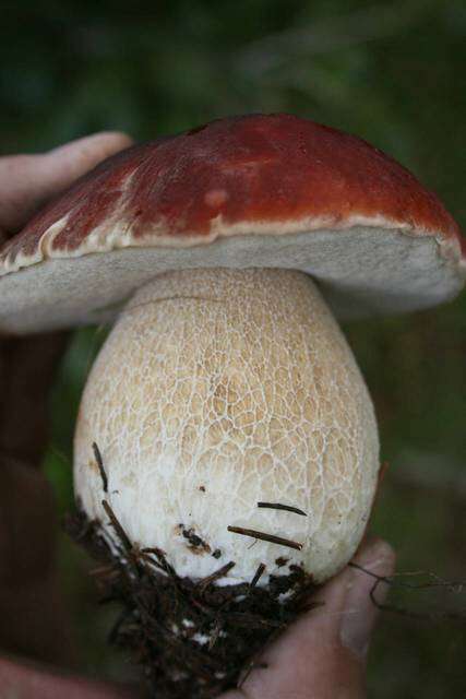 Boletus rubriceps D. Arora & J. L. Frank 2014 resmi