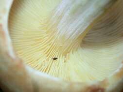 صورة Rhodocollybia