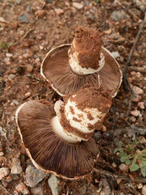 Image of Banded agaric