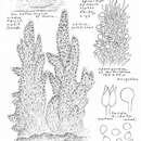 Слика од Stypella subgelatinosa (P. Karst.) P. Roberts 1998