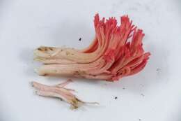 Image of Ramaria araiospora Marr & D. E. Stuntz 1974