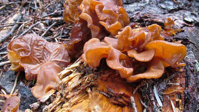 Image of Auricularia americana Parmasto & I. Parmasto ex Audet, Boulet & Sirard 2003