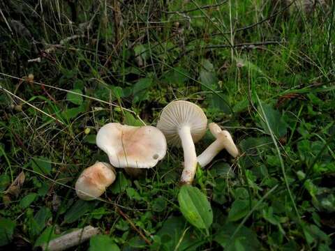 Hygrophorus pseudodiscoideus (Maire) Malençon & Bertault 1975的圖片