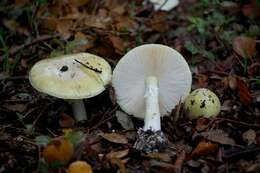 Image of Amanita