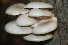 Image of Pleurotus