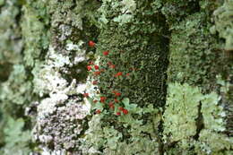 Image of Florke's cup lichen