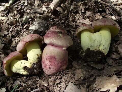 Image of Royal Bolete