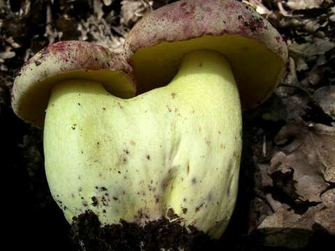 Image of Royal Bolete