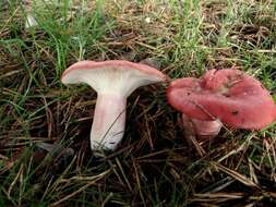 Image of Russula sanguinea Fr. 1838