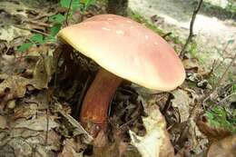 Imagem de Boletus sensibilis Peck 1880