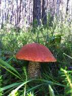 Image of Leccinum