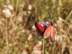 Image of Zygaena rubicundus