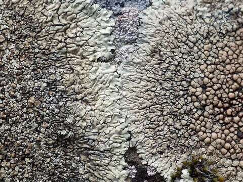 Image of <i>Lecanora muralis</i> (Schreber) Rabenh.