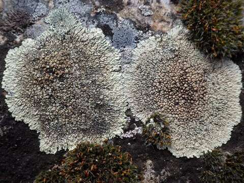 Image of <i>Lecanora muralis</i> (Schreber) Rabenh.