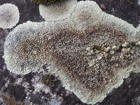 Image of <i>Lecanora muralis</i> (Schreber) Rabenh.