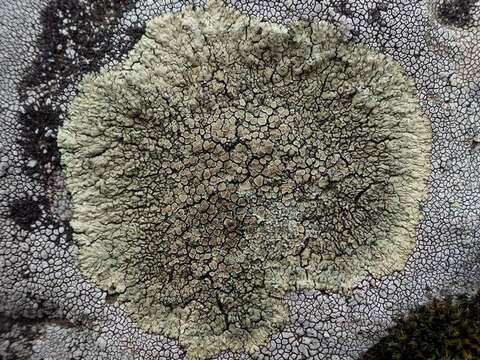 Image of <i>Lecanora muralis</i> (Schreber) Rabenh.