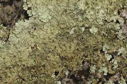 Image of flavoparmelia lichen