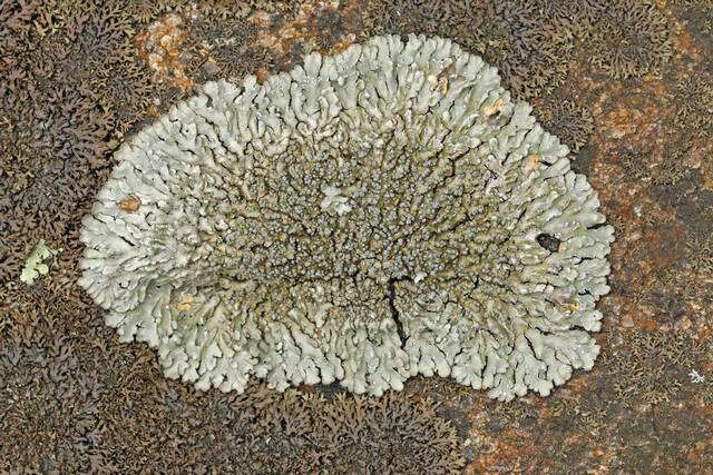 Image of pyxine lichen