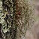 Image of Pennsylvania beard lichen