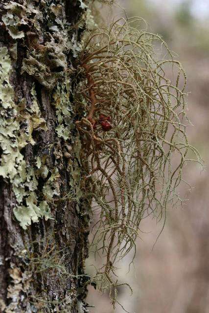Image of Pennsylvania beard lichen