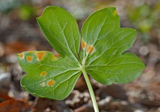 Image of Mayapple Rust