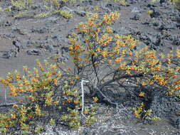 Image of alpine mirrorplant