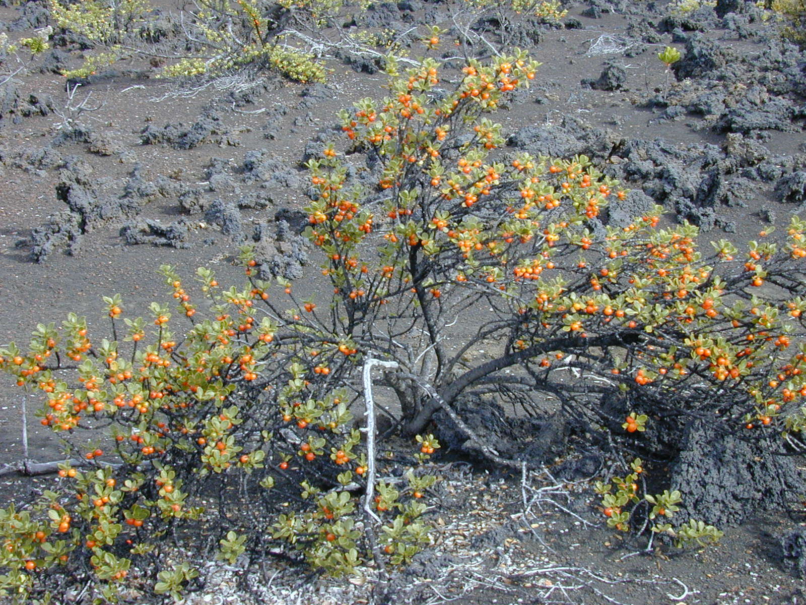 Image of alpine mirrorplant