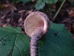 Lepiota resmi