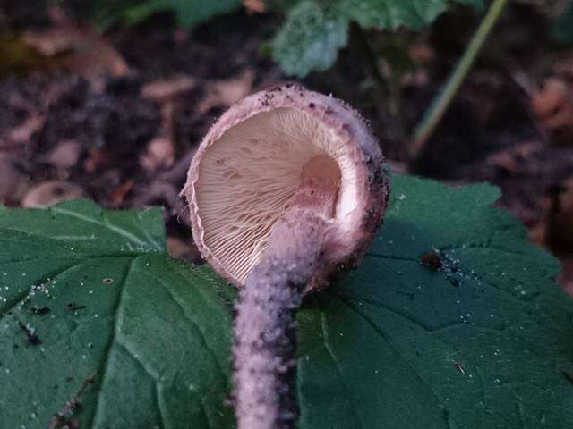 Lepiota resmi