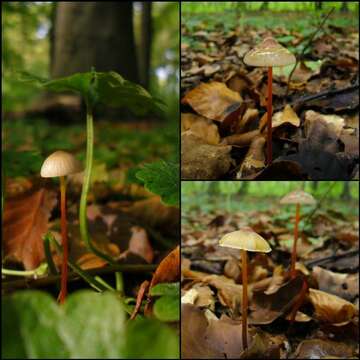 Image of Mycena crocata (Schrad.) P. Kumm. 1871