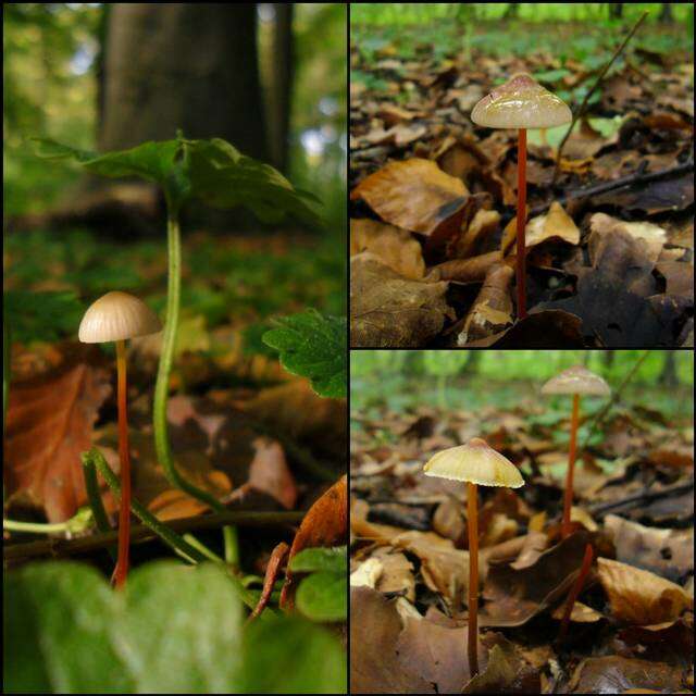 Image de Mycena crocata (Schrad.) P. Kumm. 1871