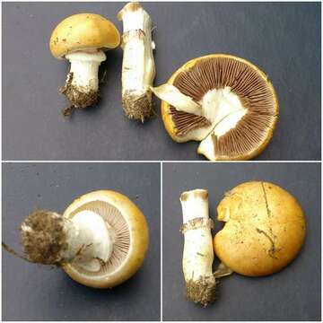 Image of Psilocybe coronilla (Bull.) Noordel. 1995