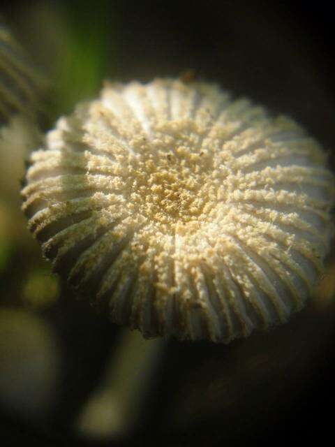 Image de Coprinopsis bellula (Uljé) P. Roux & Eyssart. 2011