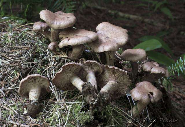 Image of unclassified Basidiomycota