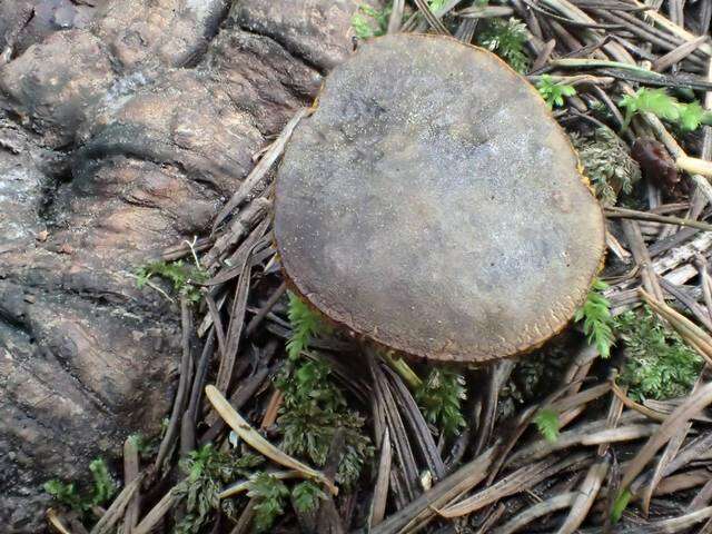 Imagem de Phylloporus