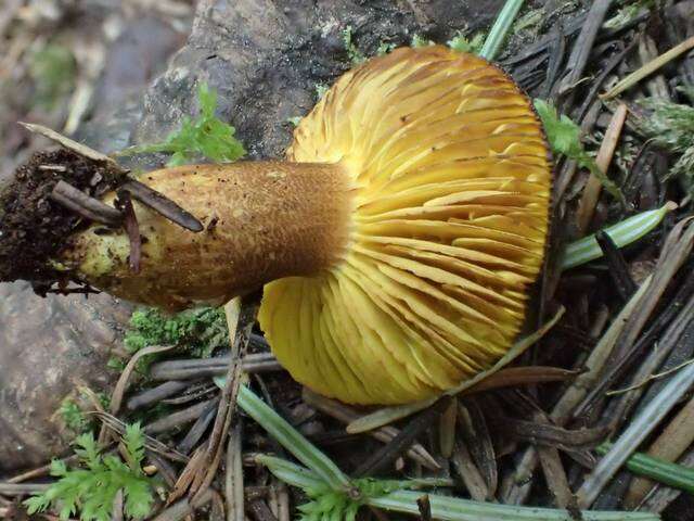 Imagem de Phylloporus