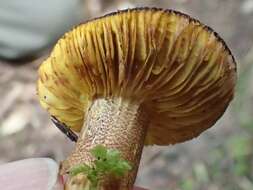 Imagem de Phylloporus