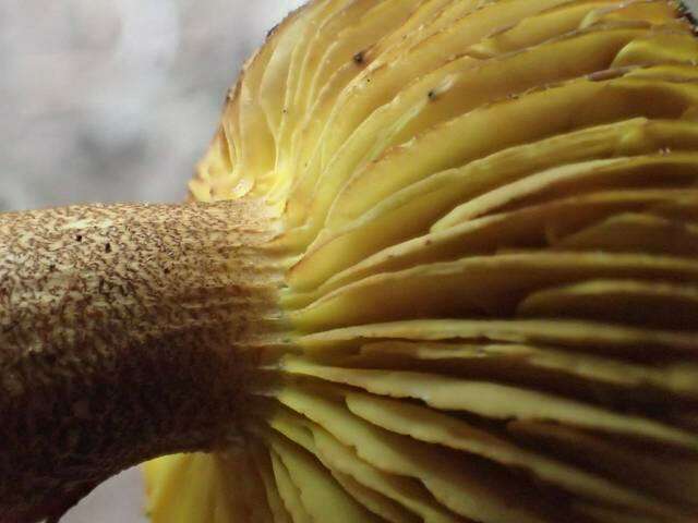 Imagem de Phylloporus