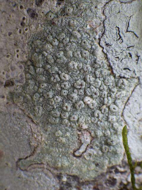 Image de Pertusaria hymenea (Ach.) Schaer.