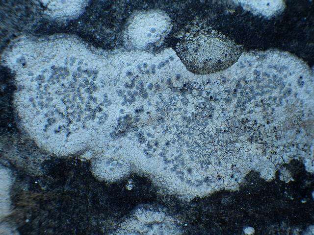 Image of diplotomma lichen