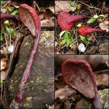 Image of Ganoderma