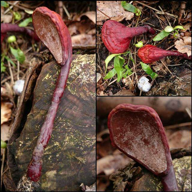 Image of Ganoderma